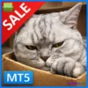 Hunting Cat Scalper MT5 EA