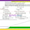 Monster Pips Hunter MT4 Backtest