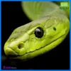 Snake Crazy Pro EA