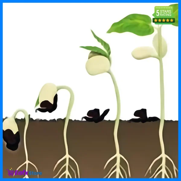 The seed of a big tree EA